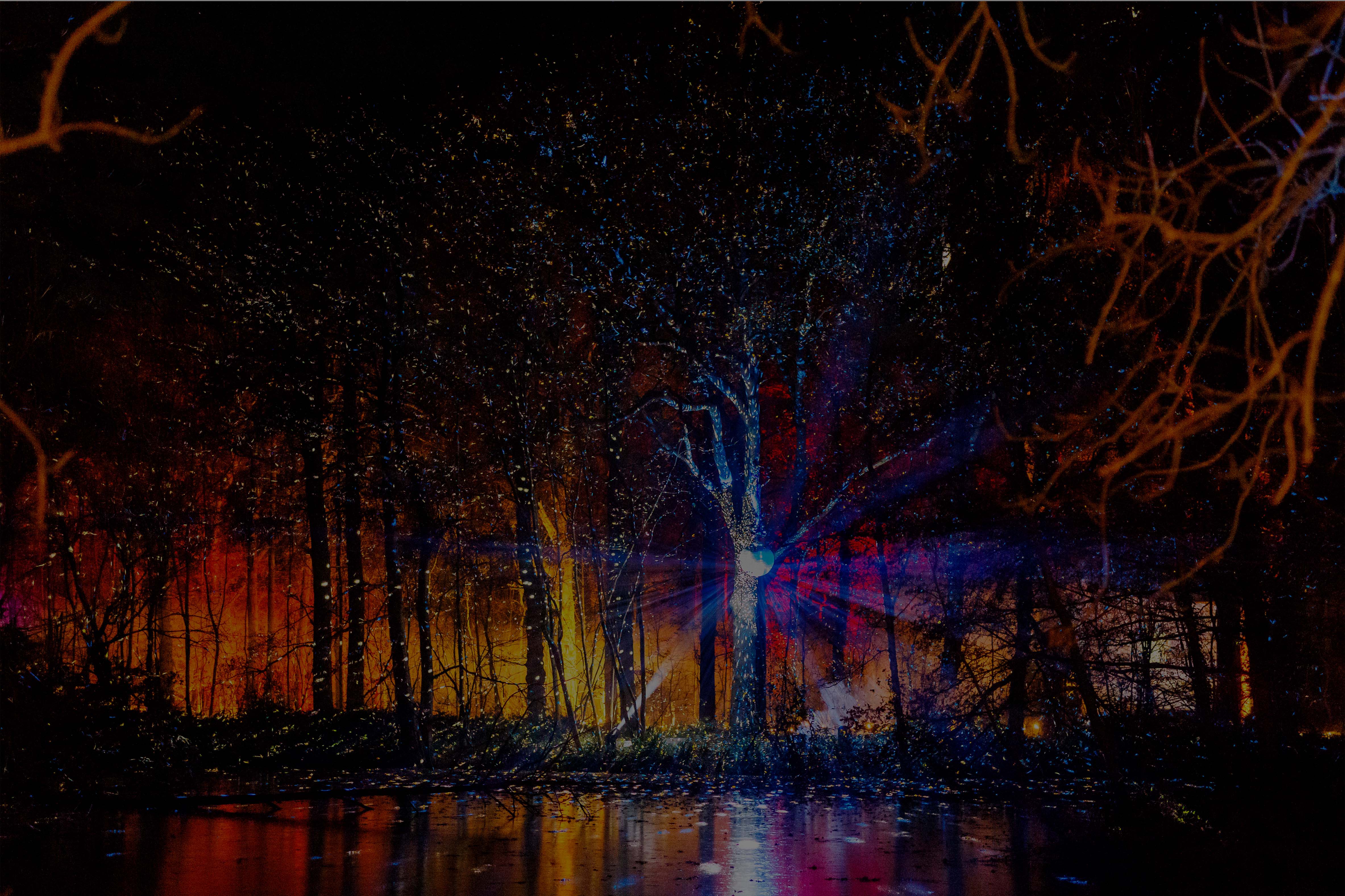 Forest Lights